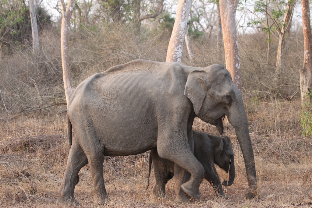 éléphants sauvages dans le parc national de Periyar au Kerala
