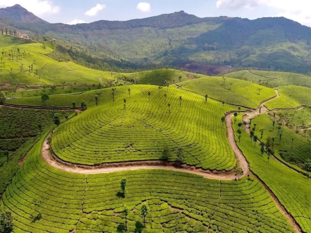 Munnar, Kerala: Best Things to Do and Experiences with a private driver