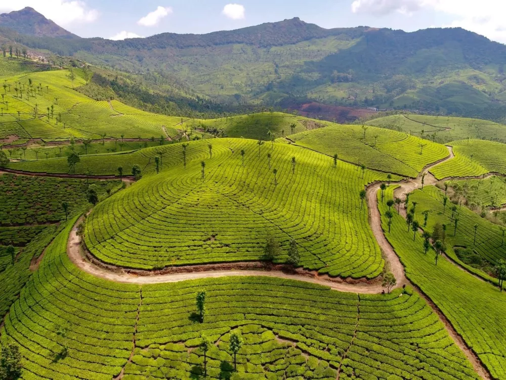 Munnar, Kerala : les meilleures activités et expériences à découvrir avec un chauffeur privé