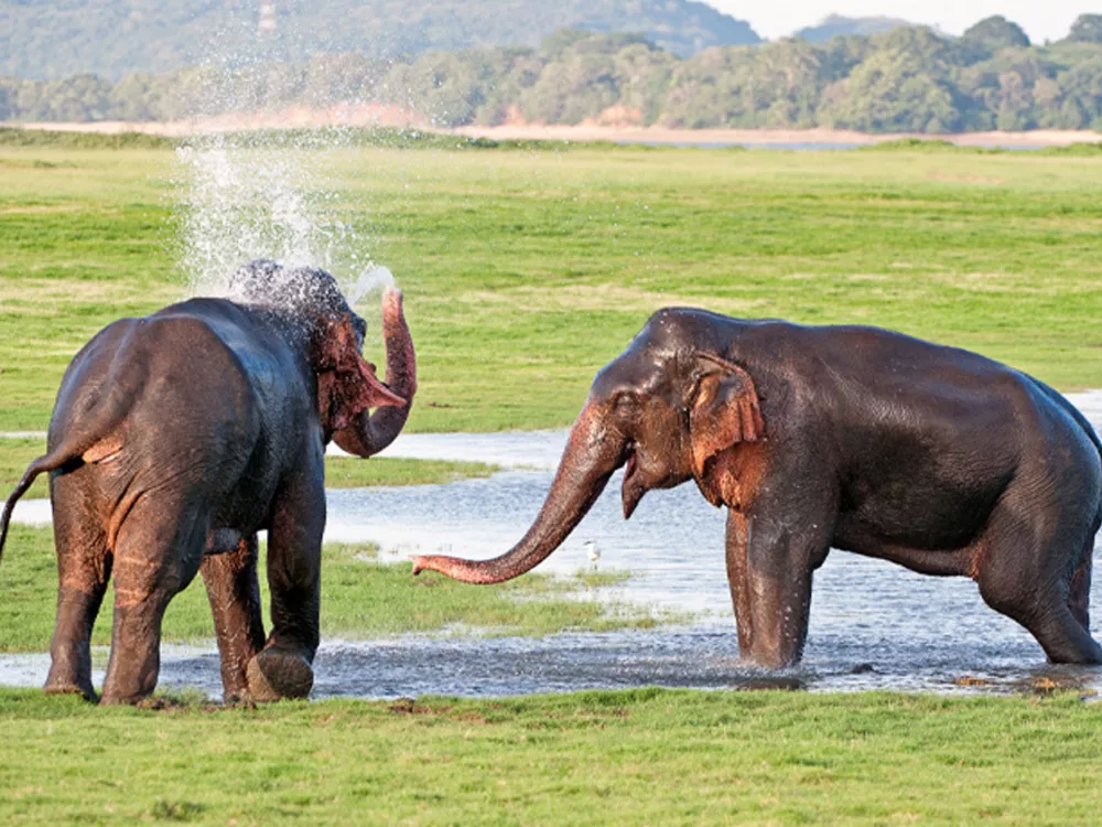 What to do in Thekkady